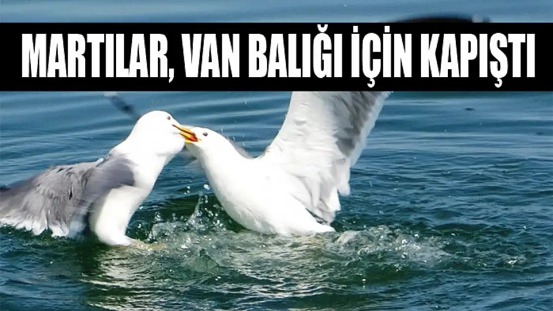 Martılar, Van balığı için kapıştı