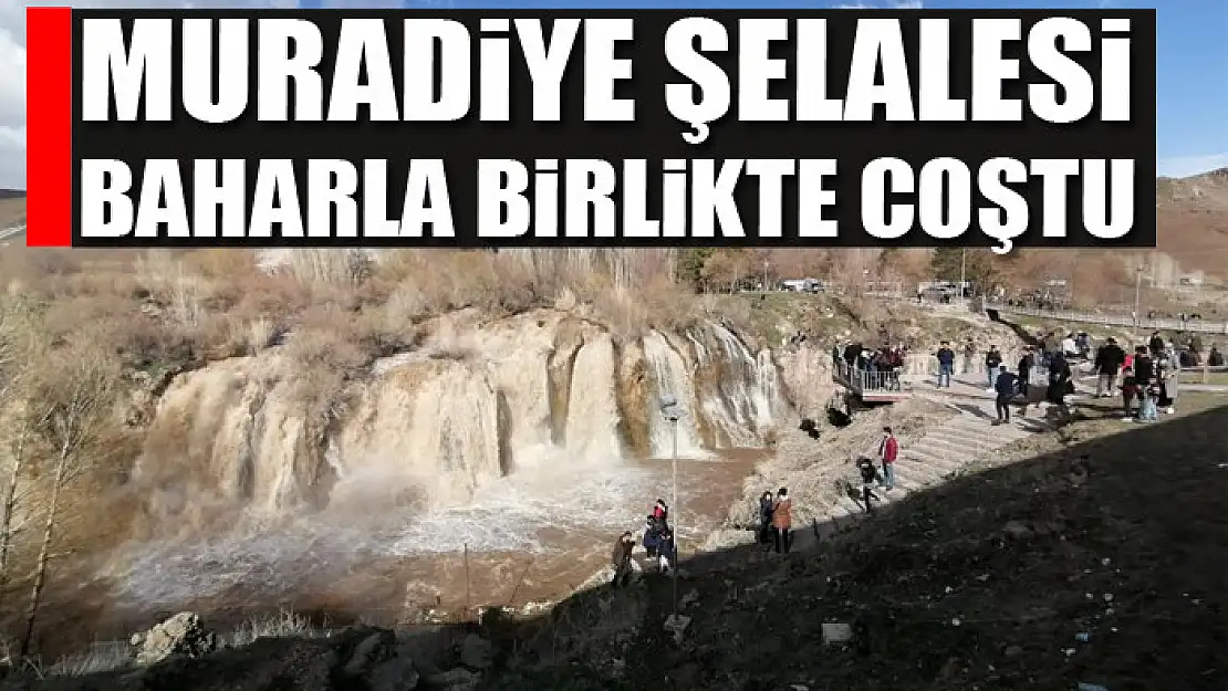 Muradiye Şelalesi baharla birlikte coştu