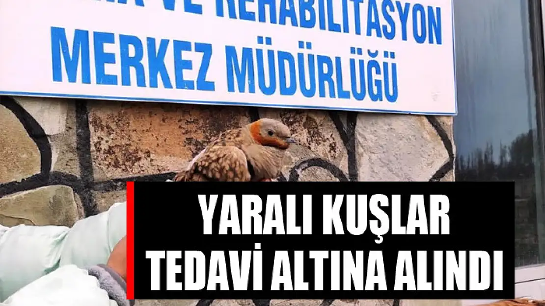 Yaralı kuşlar tedavi altına alındı