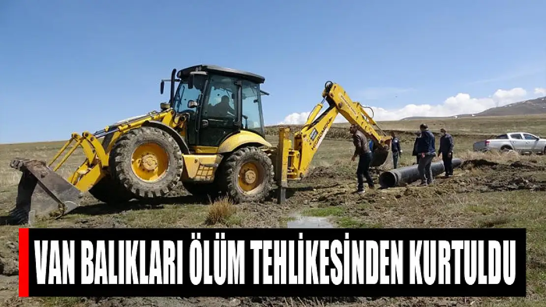 Van balıkları ölüm tehlikesinden kurtuldu