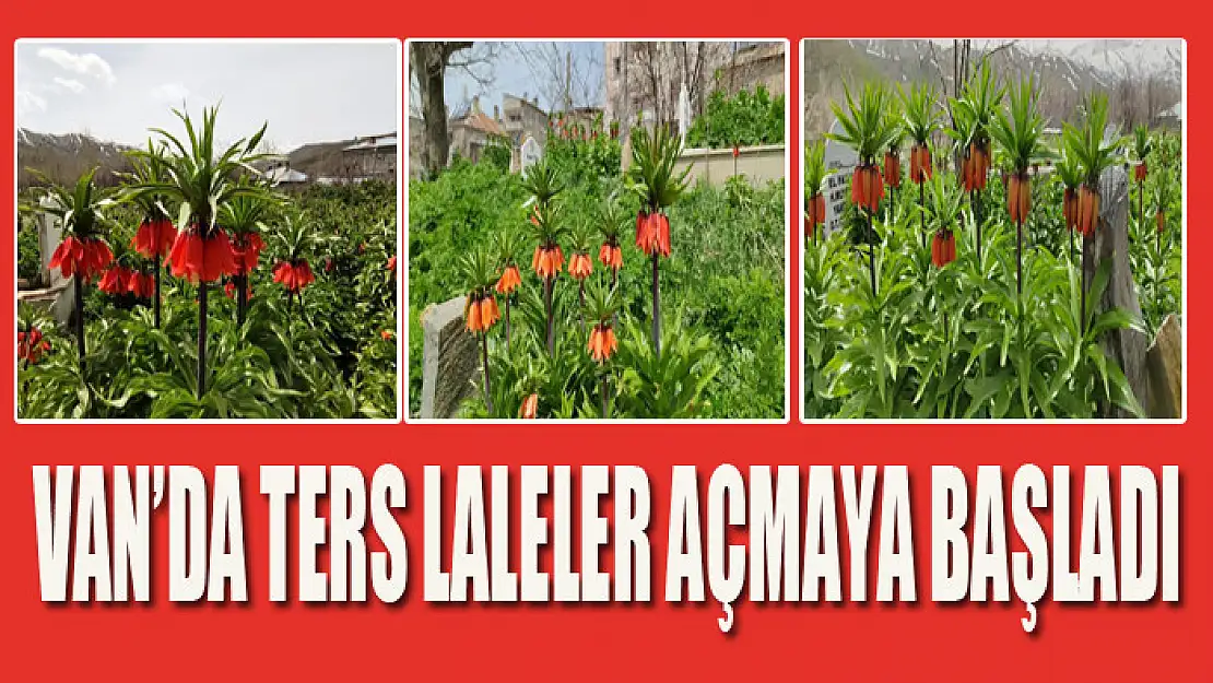 Van'da ters laleler açmaya başladı