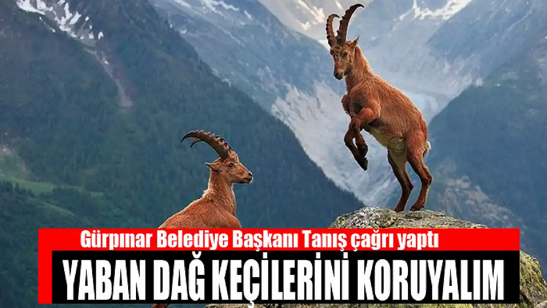 Tanış: Yaban dağ keçilerini koruyalım