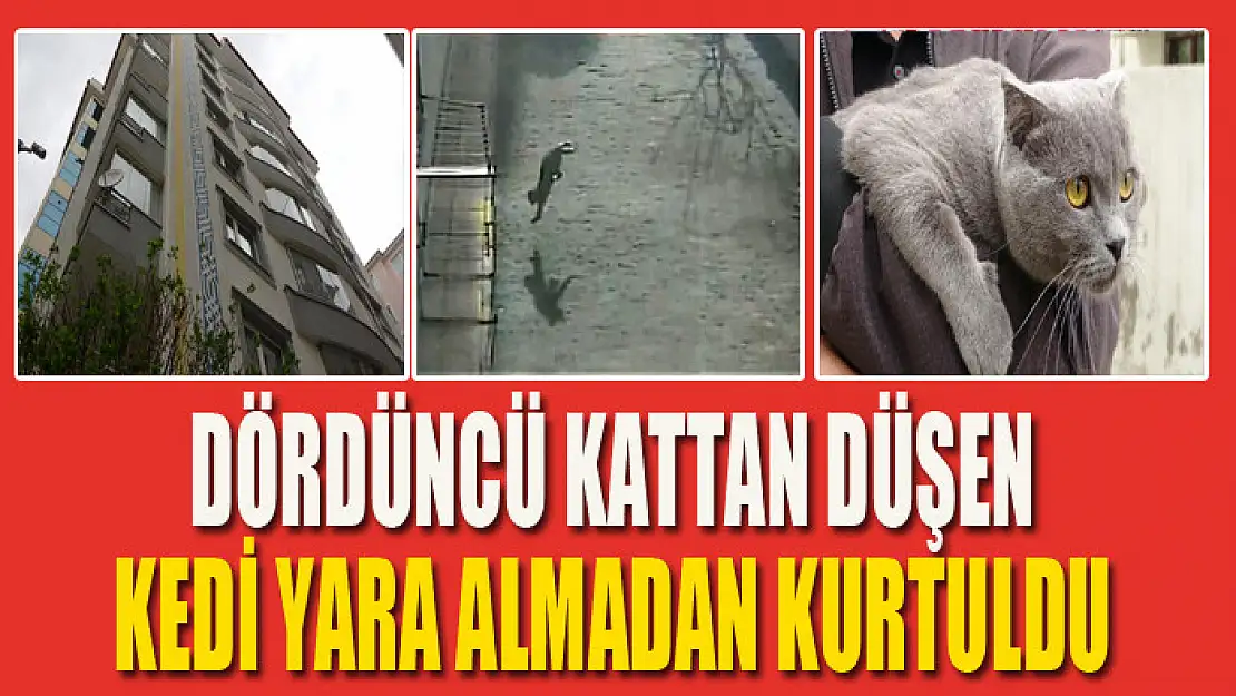 Dördüncü kattan düşen kedi yara almadan kurtuldu