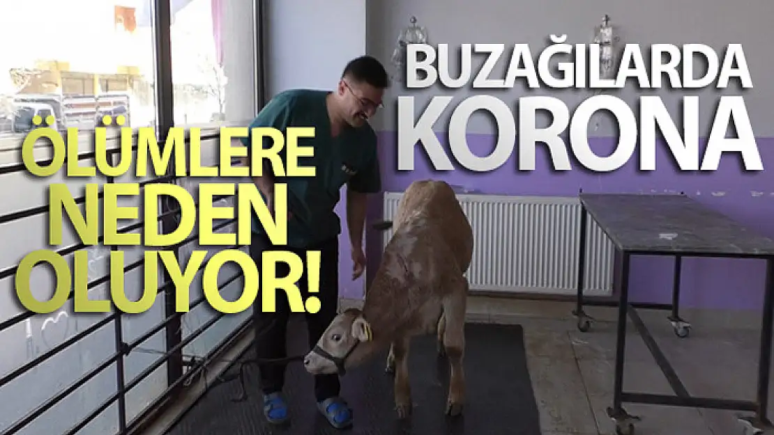 Kars'ta buzağılarda korona virüs görüldü