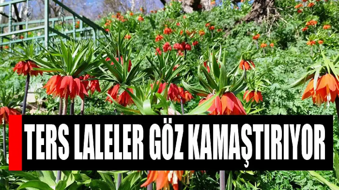 Ters laleler göz kamaştırıyor