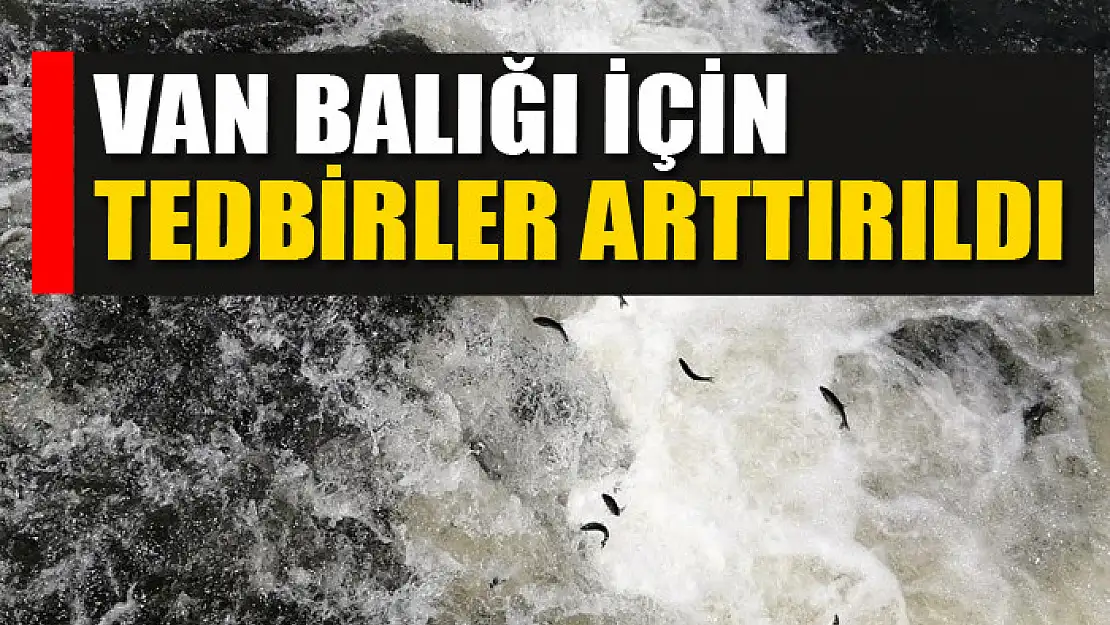 Van balığı için tedbirler arttırıldı 