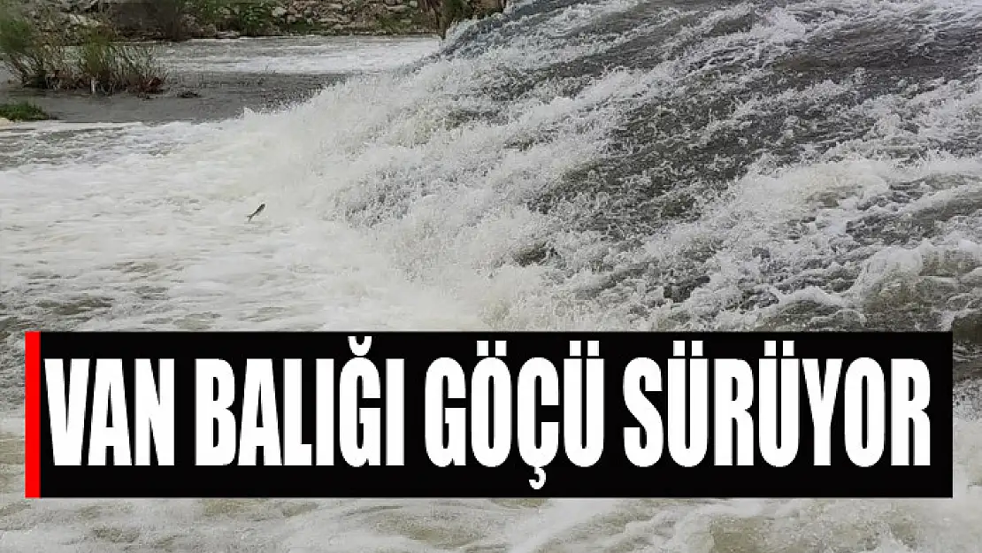 Van Balığının muhteşem göçü devam ediyor