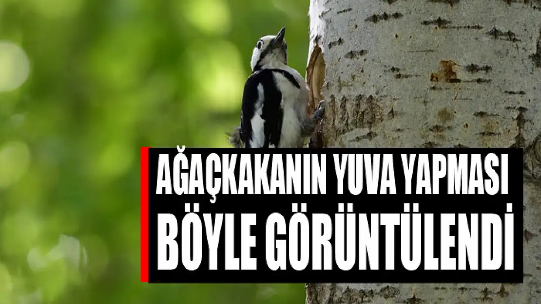 Ağaçkakanın yuva yapması böyle görüntülendi