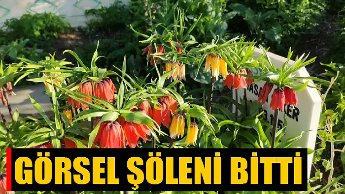 Ters lalelerin görsel şöleni bitti