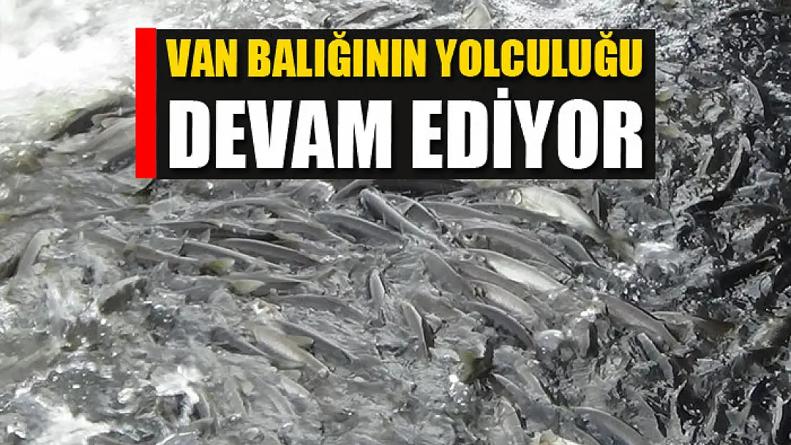 Van balığının yolculuğu devam ediyor