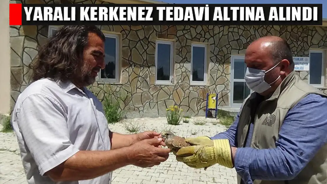 Yaralı kerkenez tedavi altına alındı