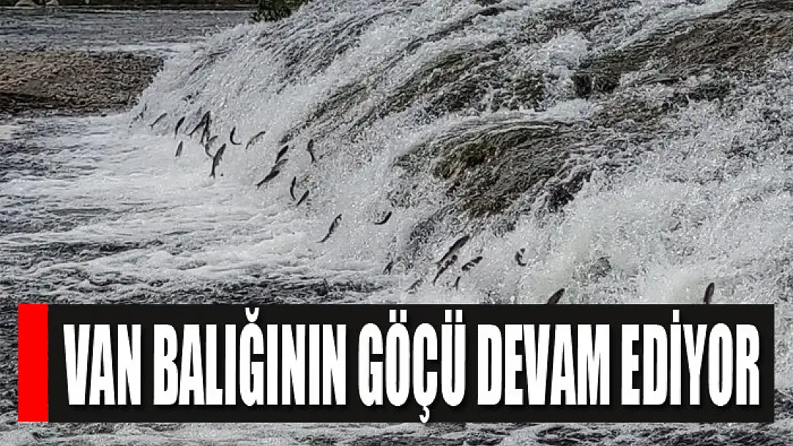 Van balığının göçü devam ediyor