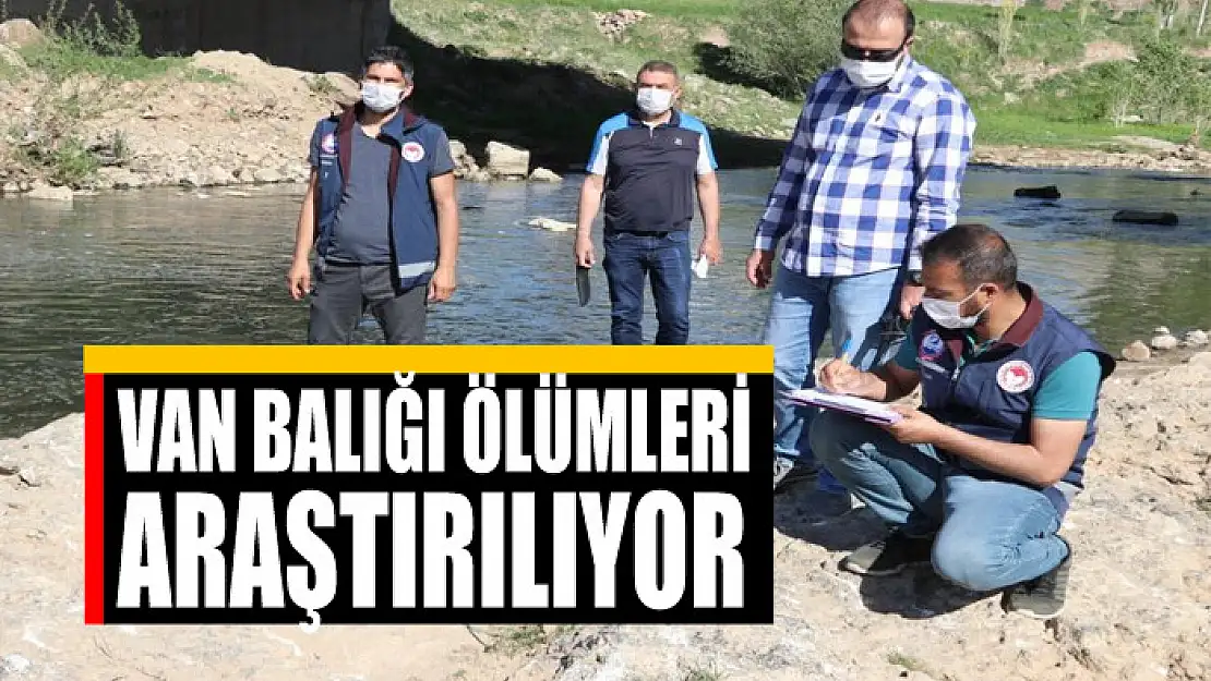 Van balığı ölümleri araştırılıyor