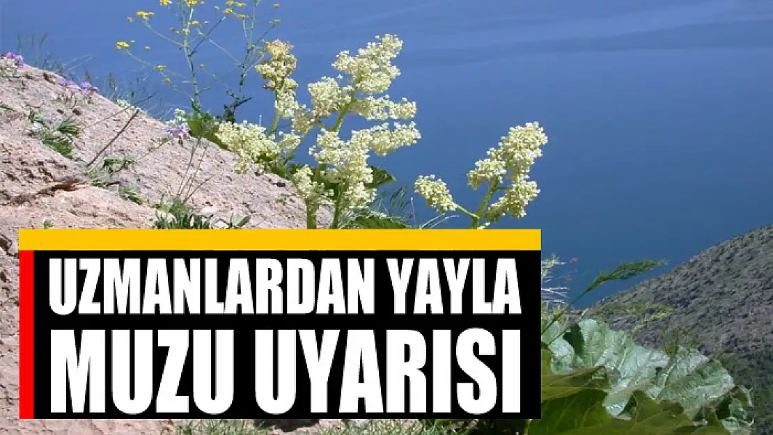 Uzmanlardan yayla muzu uyarısı