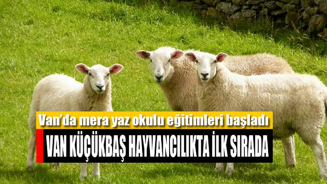 Van'da mera yaz okulu eğitimleri başladı