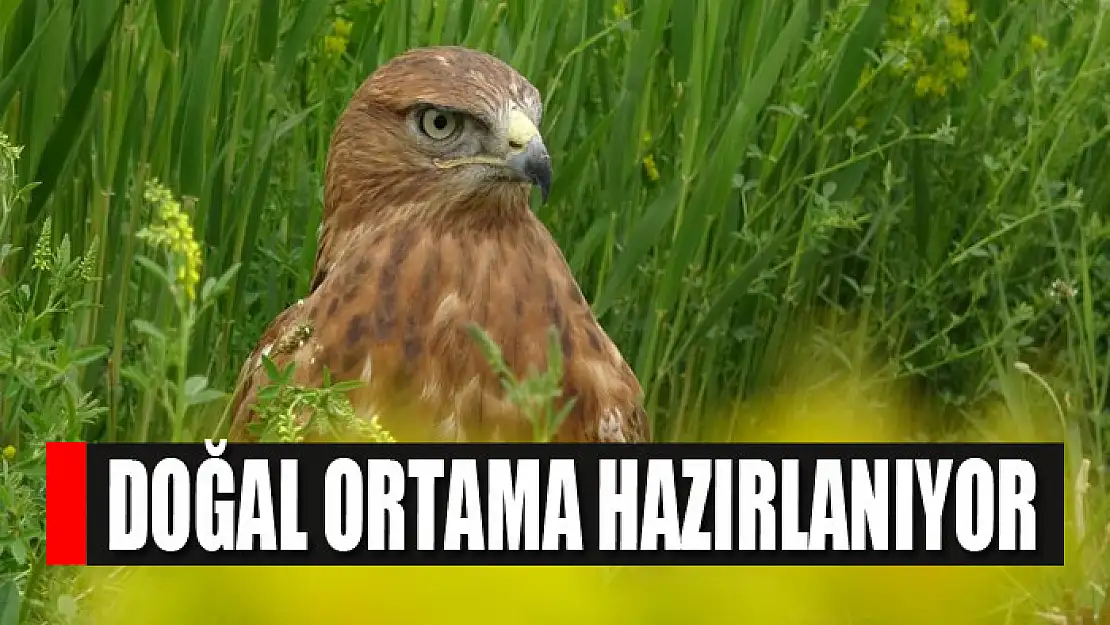 Evcilleştirilen kızıl şahin doğal ortama hazırlanıyor