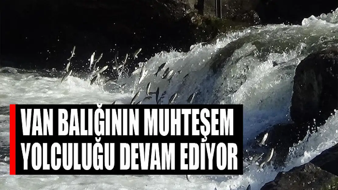 Van balığının muhteşem yolculuğu devam ediyor