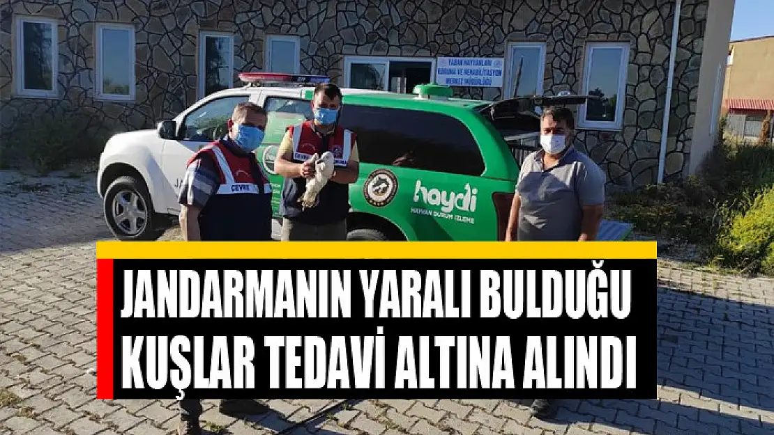 Jandarmanın yaralı bulduğu kuşlar tedavi altına alındı