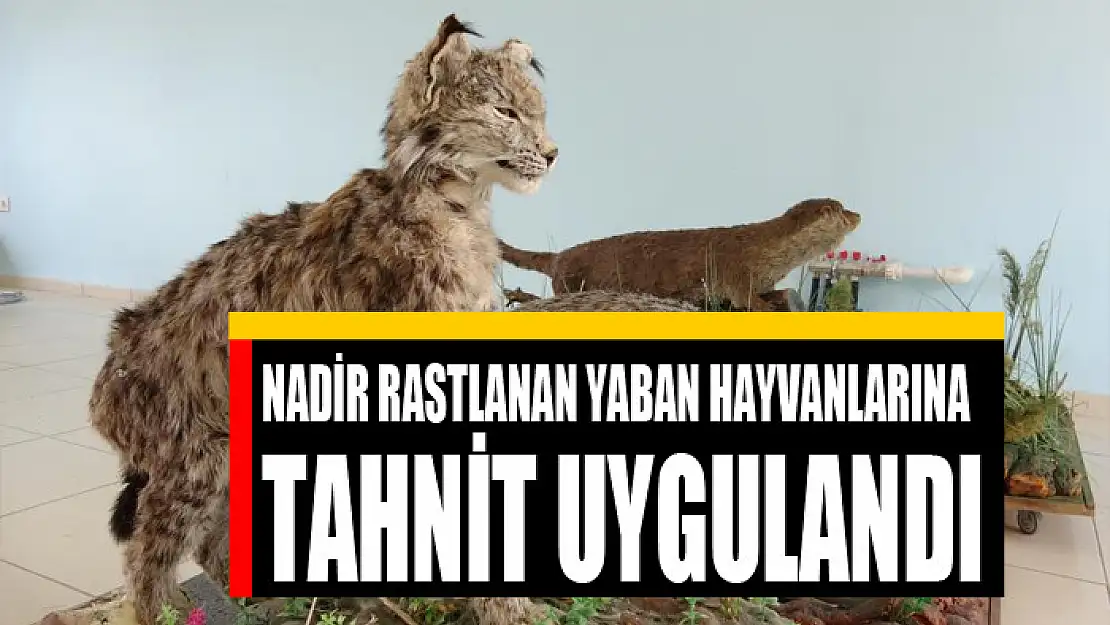 Nadir rastlanan yaban hayvanlarına tahnit uygulandı