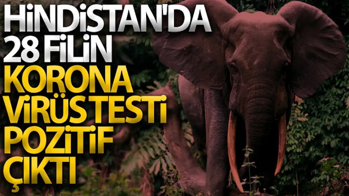 Hindistan'da 28 filin korona virüs testi pozitif çıktı