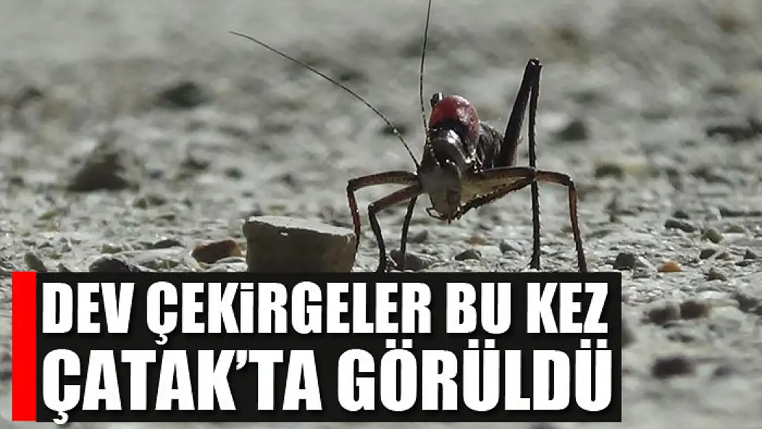 Dev çekirgeler bu kez Çatak'ta görüldü