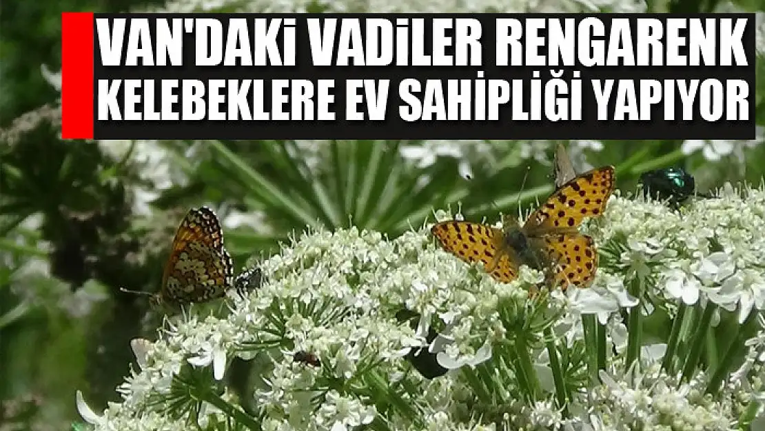 Van'daki vadiler rengarenk kelebeklere ev sahipliği yapıyor