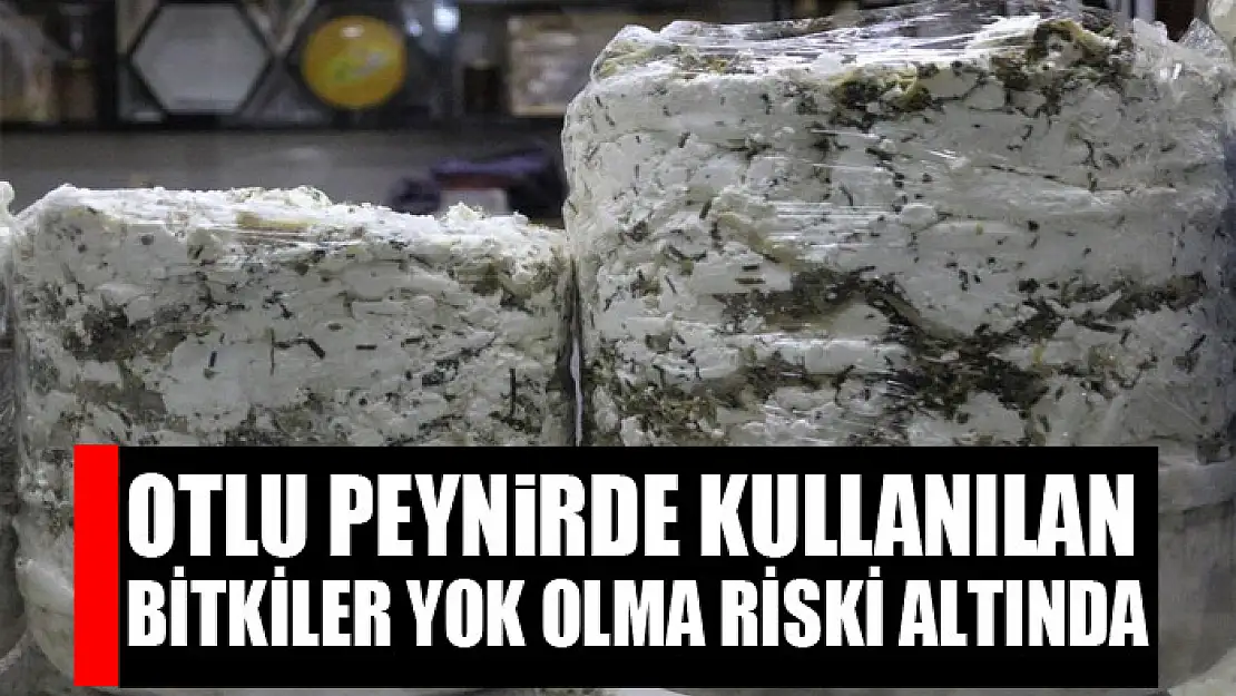 Otlu peynirde kullanılan bitkiler yok olma riski altında