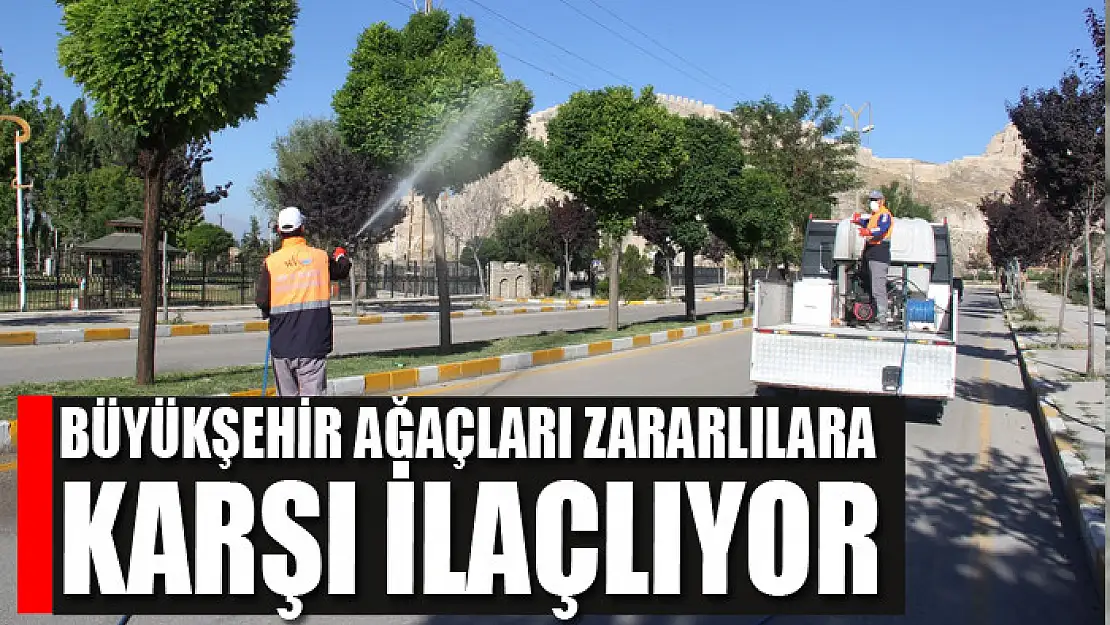 BÜYÜKŞEHİR AĞAÇLARI ZARARLILARA KARŞI İLAÇLIYOR