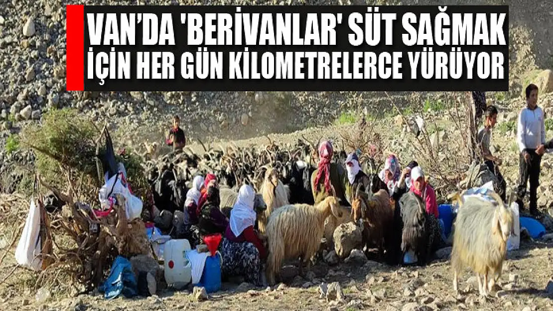 Van'da 'berivanlar' süt sağmak için her gün kilometrelerce yürüyor