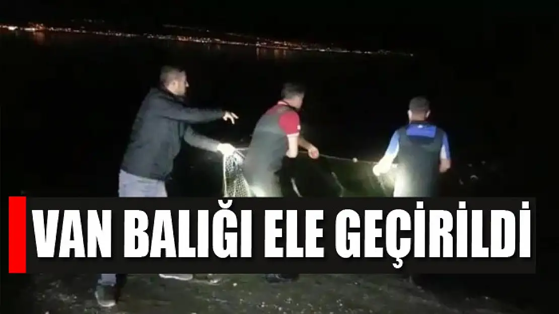 Van balığı ele geçirildi