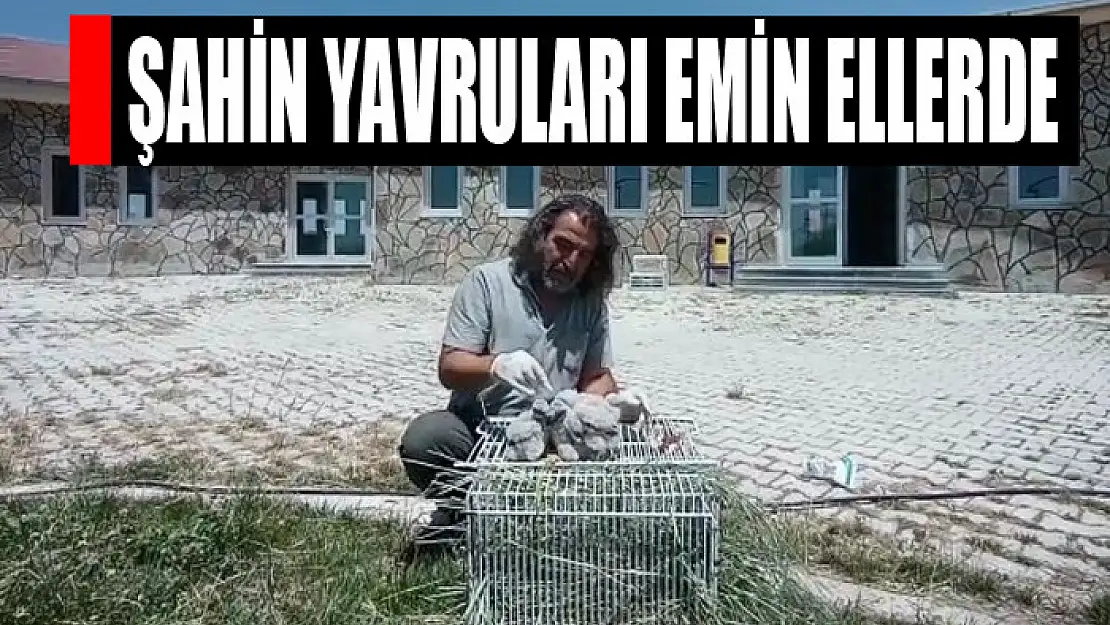 Şahin yavruları emin ellerde