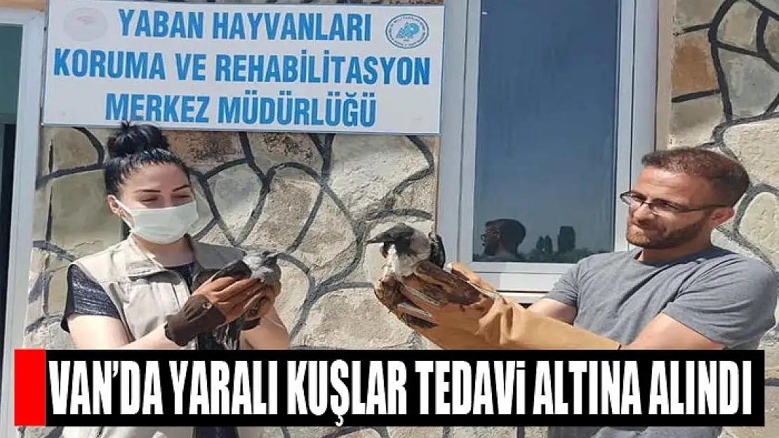 Van'da yaralı kuşlar tedavi altına alındı