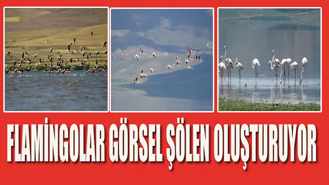 Flamingolar görsel şölen oluşturuyor