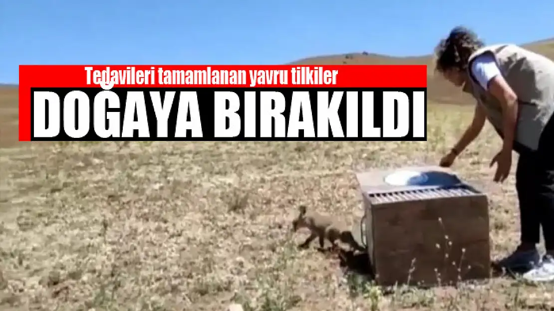 Tedavileri tamamlanan yavru tilkiler doğaya bırakıldı