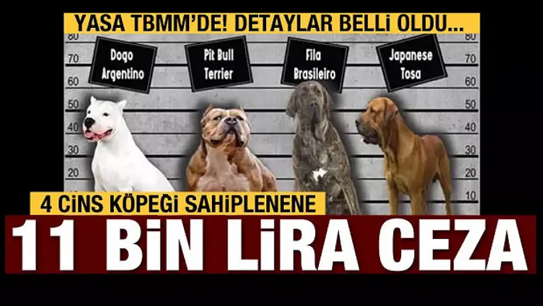 Bu 4 köpek türünü sahiplenenler ceza ödeyecek!