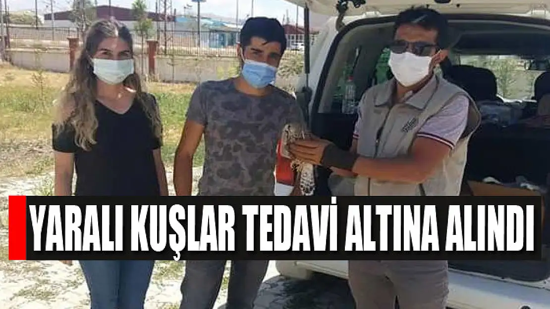 Yaralı kuşlar tedavi altına alındı