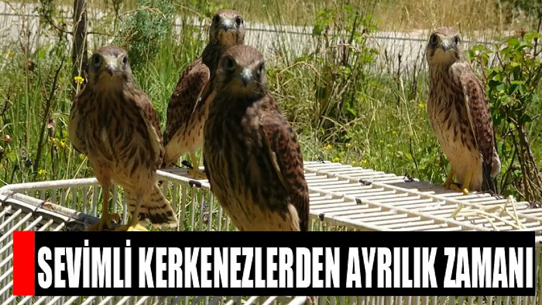 Sevimli kerkenezlerden ayrılık zamanı