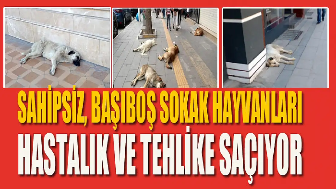 SAHİPSİZ, BAŞIBOŞ SOKAK HAYVANLARI HASTALIK VE TEHLİKE SAÇIYOR