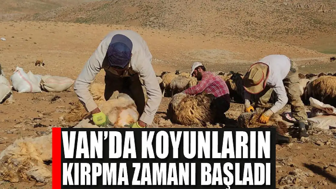 Van'da koyunların kırpma zamanı başladı