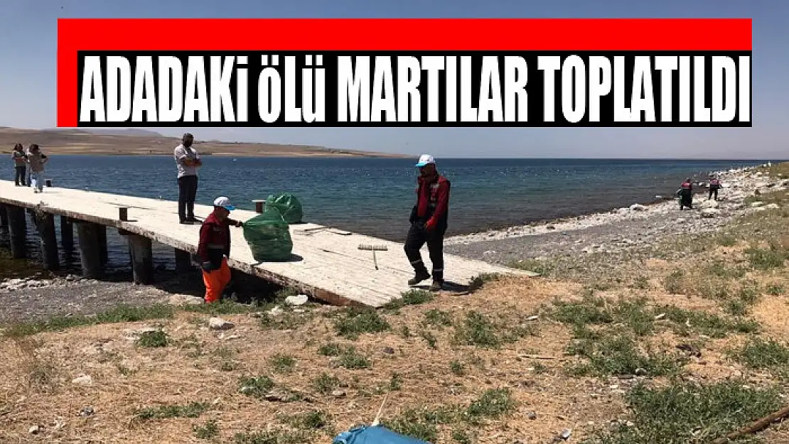 Adadaki ölü martılar toplatıldı