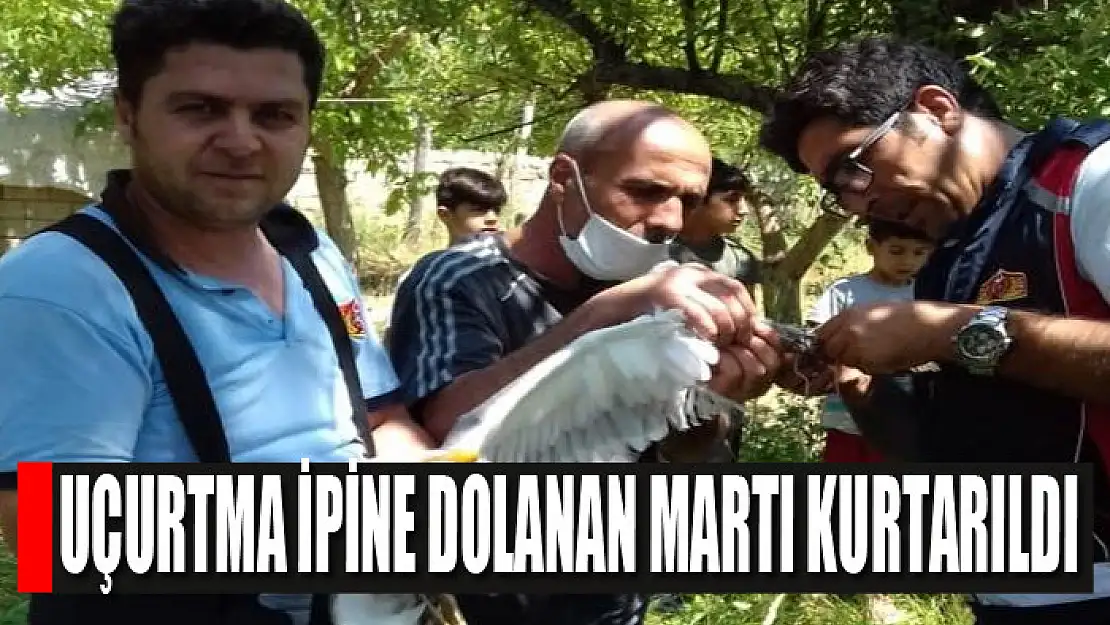 Uçurtma ipine dolanan martı kurtarıldı