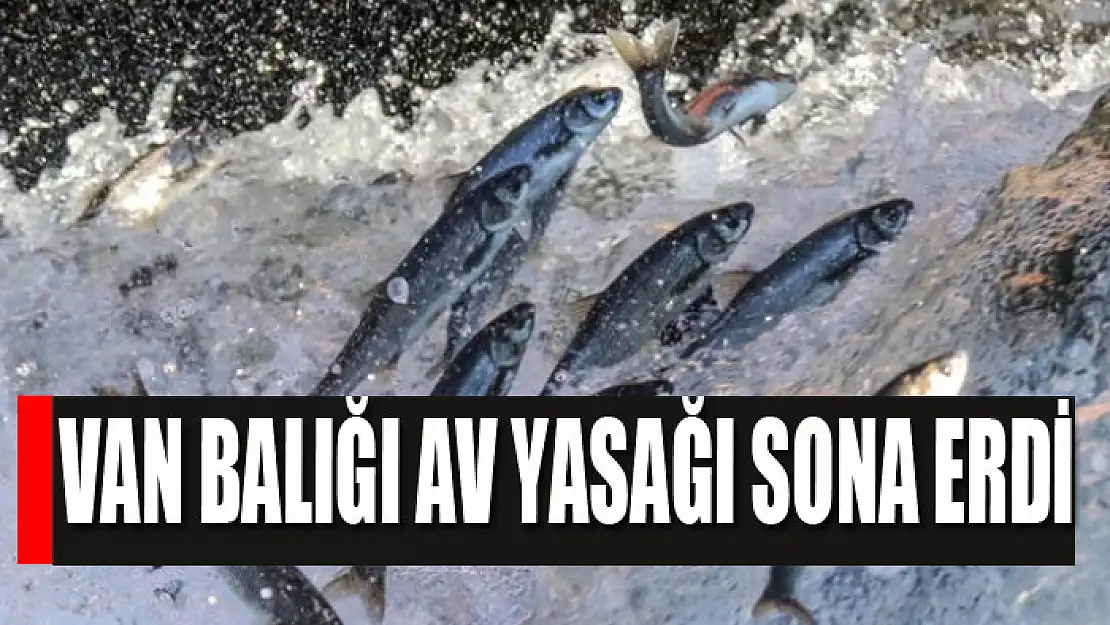 Van balığı av yasağı sona erdi