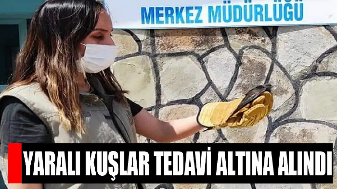 Yaralı kuşlar tedavi altına alındı