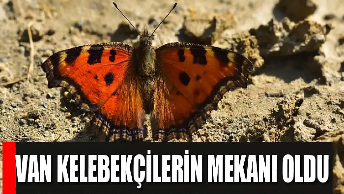 Van kelebekçilerin mekanı oldu