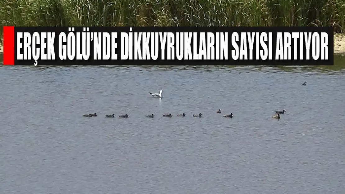 Erçek Gölü'nde dikkuyrukların sayısı artıyor