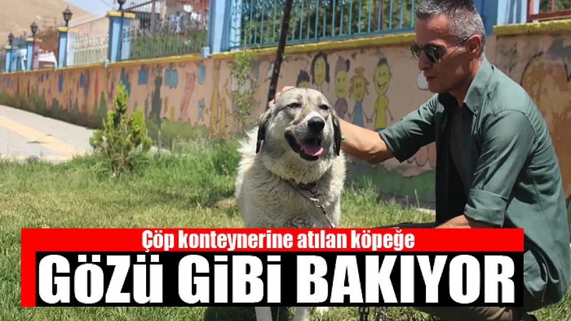 Çöp konteynerine atılan köpeğe gözü gibi bakıyor