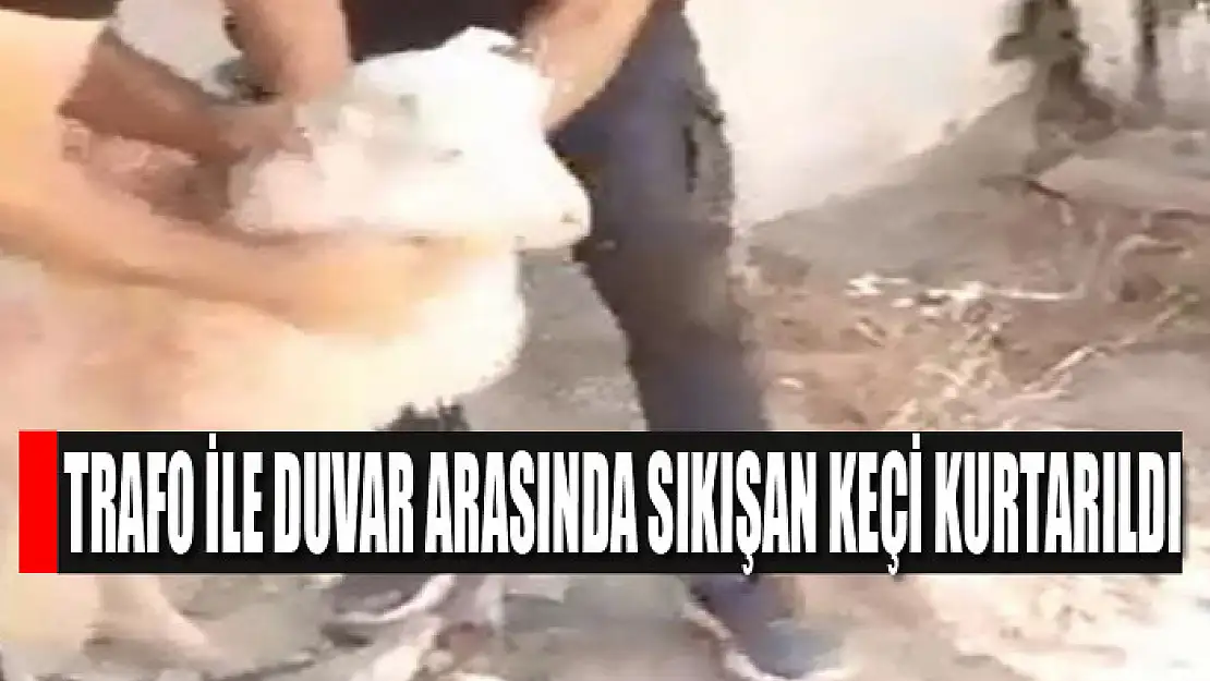 Trafo ile duvar arasında sıkışan keçi kurtarıldı