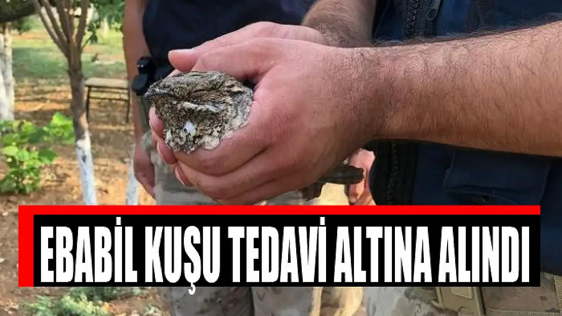 Ebabil kuşu tedavi altına alındı