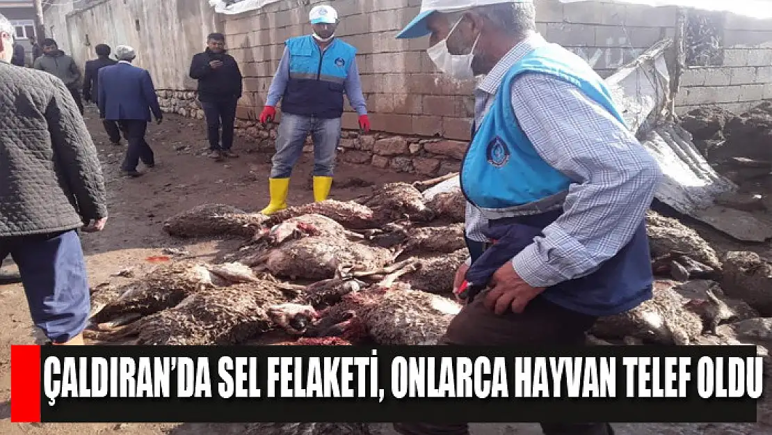 Çaldıran'da sel felaketi, onlarca hayvan telef oldu