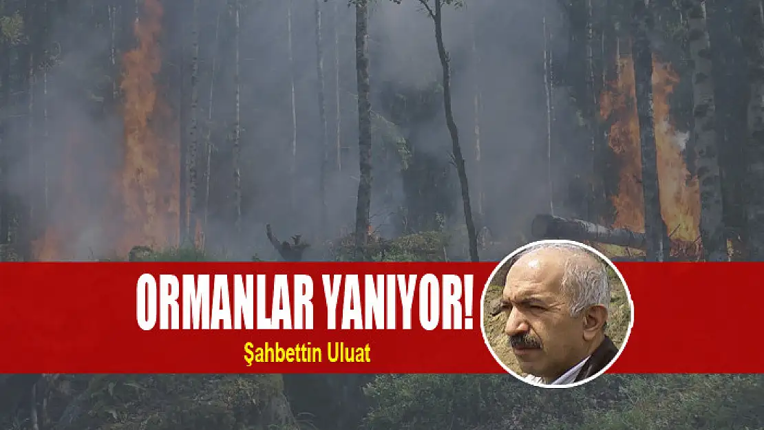 Ormanlar yanıyor!